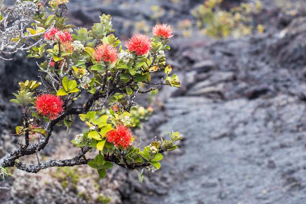 Red blossoms of ʻōhiʻa lehua over a lava field