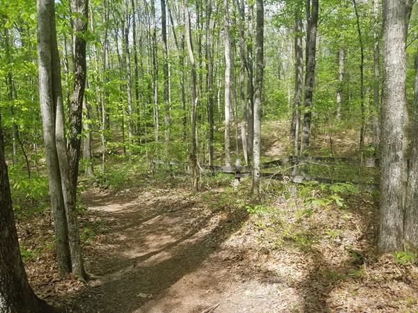 A trail through forest