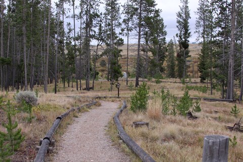 Natural compacted earth trail in the foreground leading towards lodgepole pine forest.