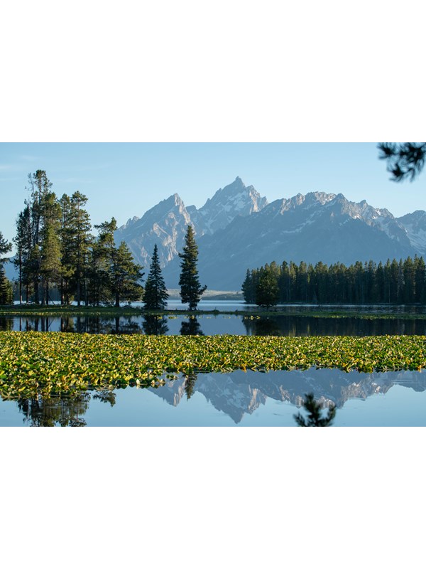 A mountain range viewed across a lily pad-covered pond.