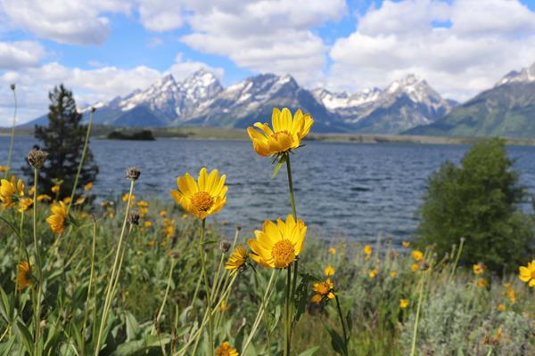 Yellow flowers bloom in front of a lake at the base of a mountain range.