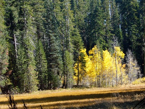 Trees with green and yellow leaves stand behind a field of yellow grass