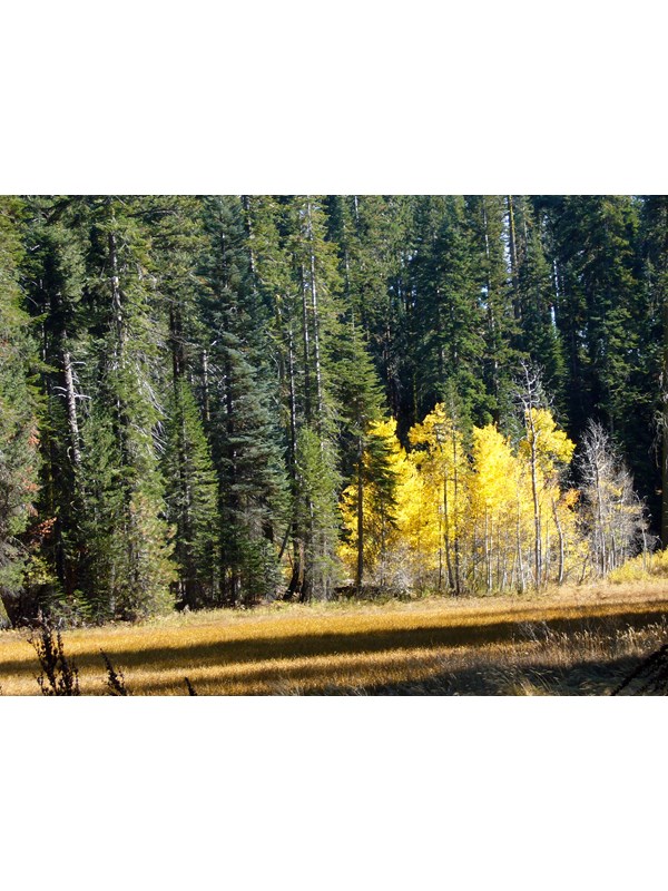 Trees with green and yellow leaves stand behind a field of yellow grass