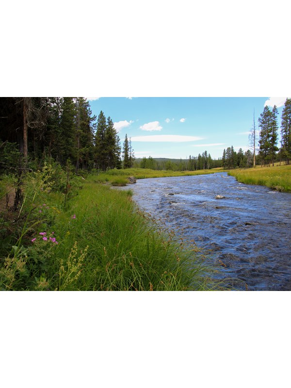 A creek runs through an open forest with grass along its banks.