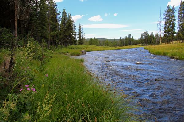A creek runs through an open forest with grass along its banks.