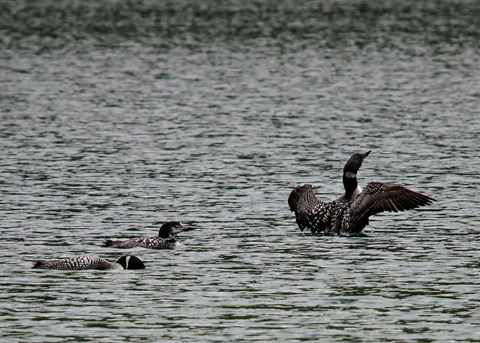 Three black and white checkered birds glide on the water. One flaps its wings about to take flight.