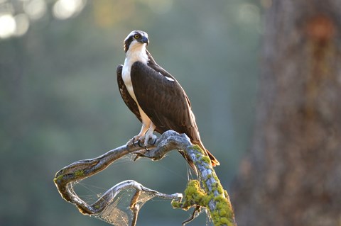 A bird with brown wings and a white breast and neck sits atop a bare branch with cobwebs.