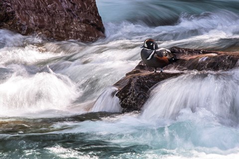 An orange, gray, and white duck sits on a rock amidst rushing water.