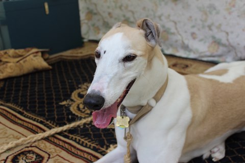 A white and brown greyhound rest on a rug.