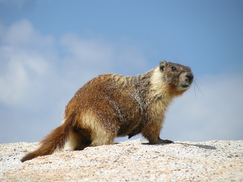 A yellow-bellied marmot stands on top of a rock.