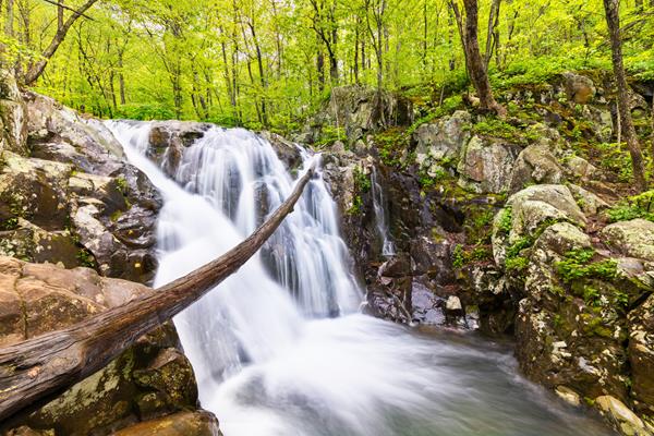 A waterfall in the midst of the green trees from a forest.