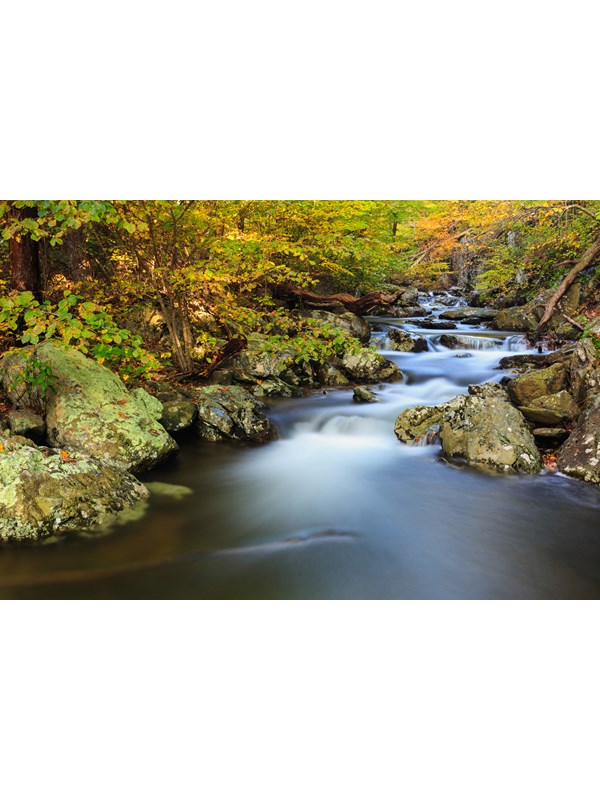 A creek runs through a green forest.