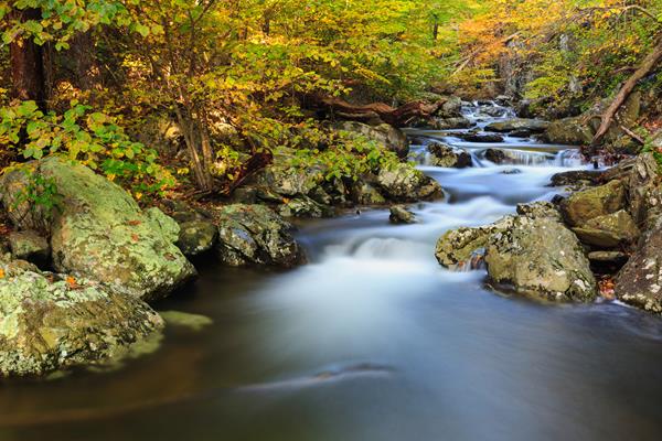 A creek runs through a green forest.