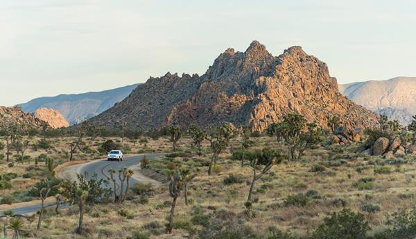 A car driving a winding road between Joshua trees with a large rock formations in the background.