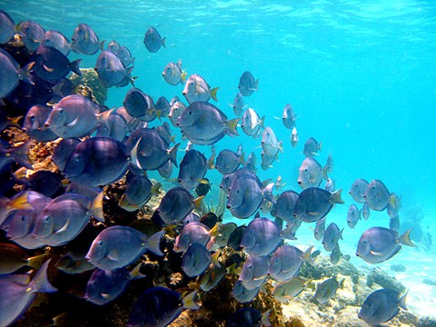 Elkhorn and Blue Tang at Hawksnest Bay