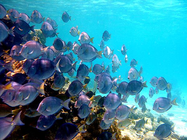 Elkhorn and Blue Tang at Hawksnest Bay