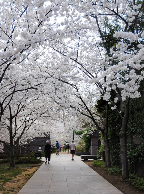 Cherry trees blooming at the Franklin Roosevelt Memorial