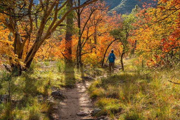 A woman carrying a backpack walks along a trail surrounded by vibrant fall foliage.