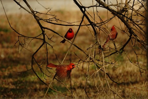 Three red cardinals. Two sit on a branch, one in flight.
