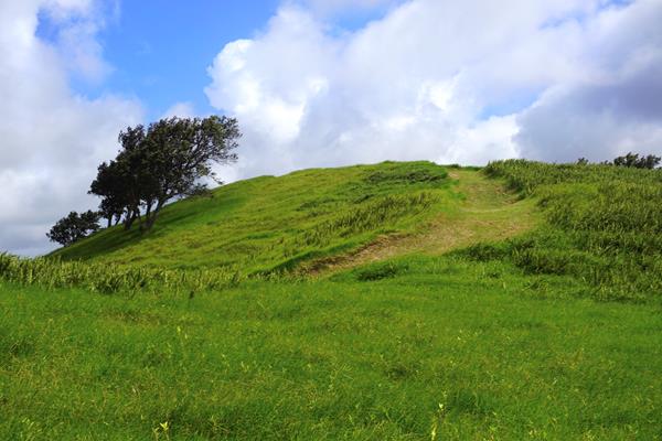 Grass-covered hill with a tree underneath blue sky with puffy white clouds