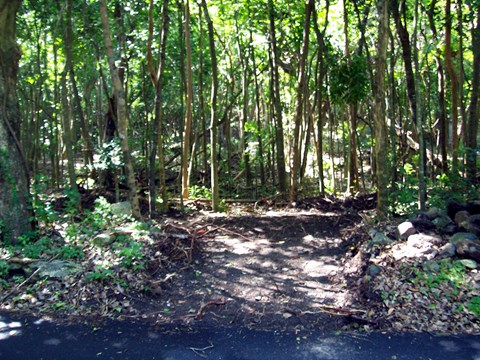 Cinnamon Bay Self Guided Trail