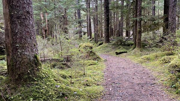 A narrow rocky path winds through a mossy forest