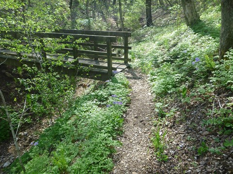 wooden bridge in forest with green plants and purple flowers