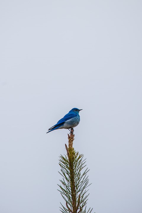 A sky-blue bird sits at the top of a coniferous tree against a gray sky.