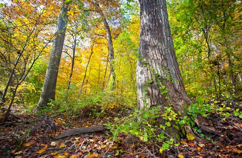 Trees turn colors in Autumn at Rock Creek Park