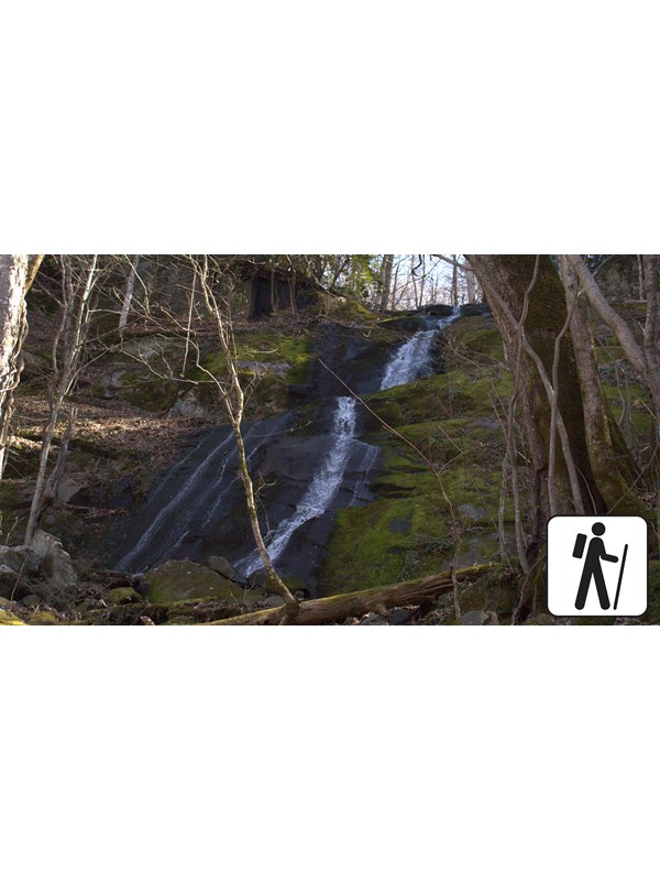 A small waterfall flowing over mossy rocks in the forest.