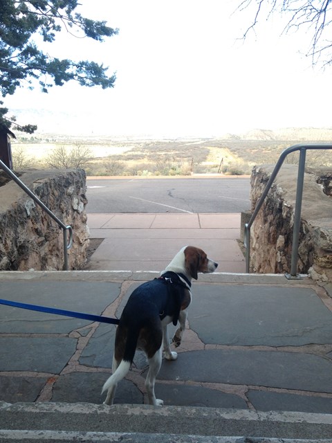a dog standing on stone steps above a desert parking lot