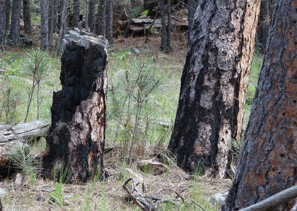 Post #3 Life and Times of Snags