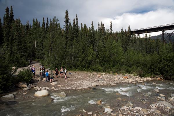 a shallow creek flowing through a forest
