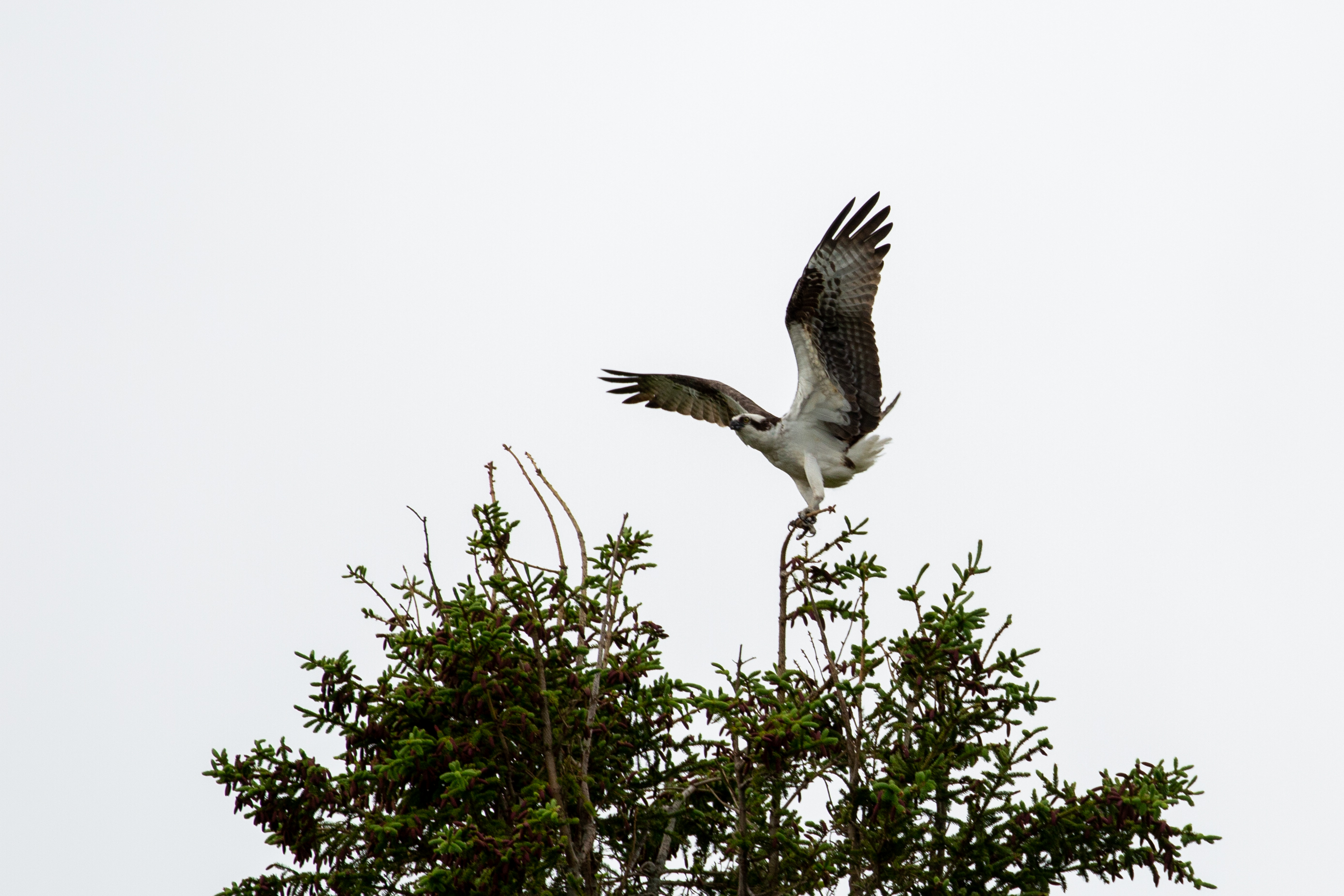 Birding Wonderland and Ship Harbor