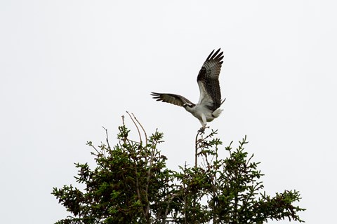 large black and white bird landing on a tree