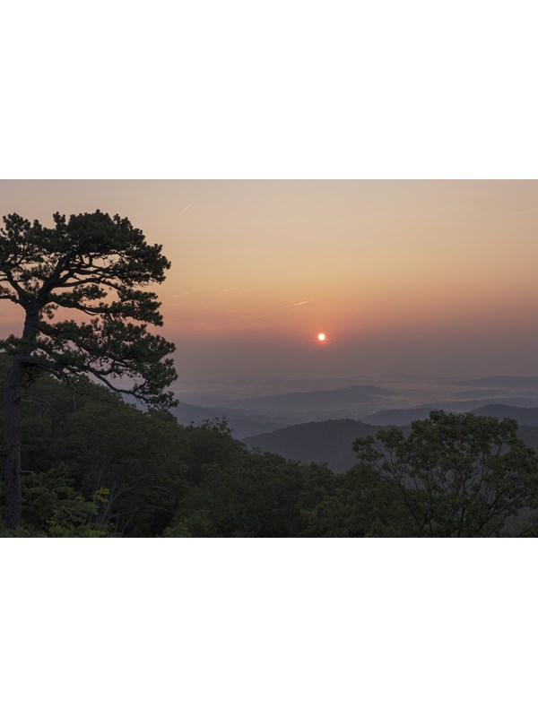 An orange sunrise behind the silhouette of a tree at an overlook.