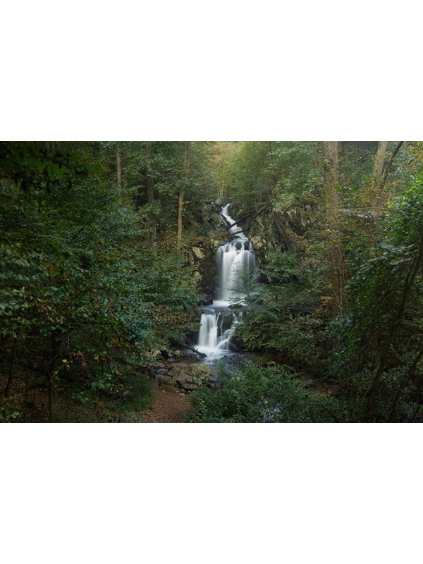 A waterfall is surrounded by a dense, green forest.