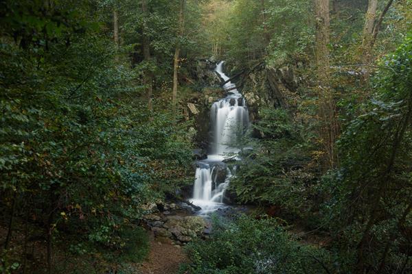 A waterfall is surrounded by a dense, green forest.