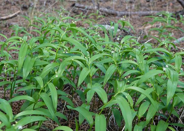 Post #7 Beyond the Forest