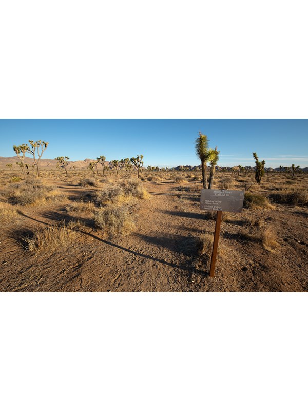 A trail leading through a valley of Joshua trees with mountains and rock formations in the distance.