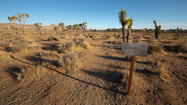 A trail leading through a valley of Joshua trees with mountains and rock formations in the distance.
