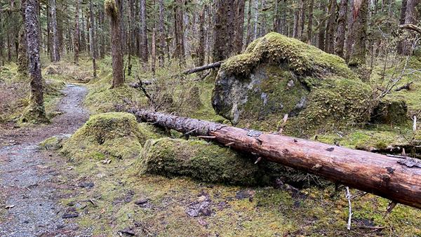 A moss covered boulder alonside a narrow snaking trail.
