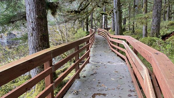 a boardwalk winds through a lush forest