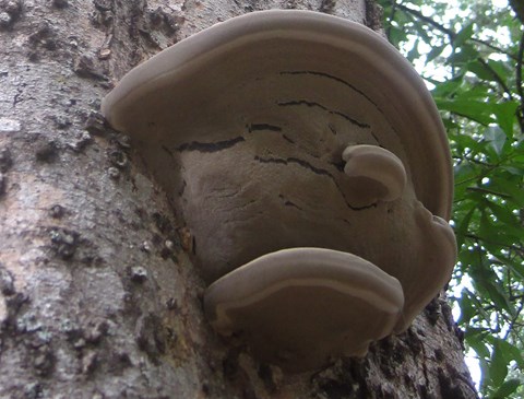 A fungus that looks like a human face with a hat and collar