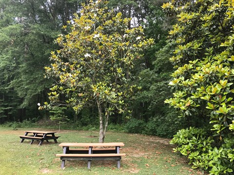 Two picnic tables under a magnolia tree