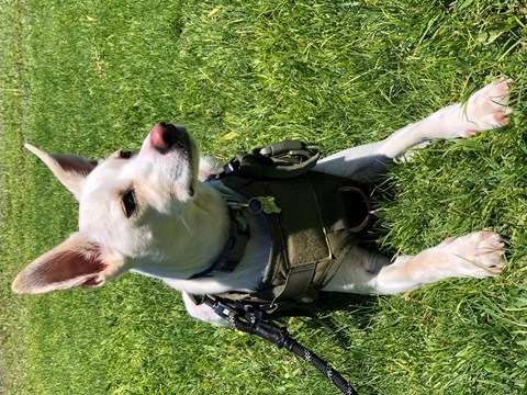 Ready for a "Pawsitive" experience