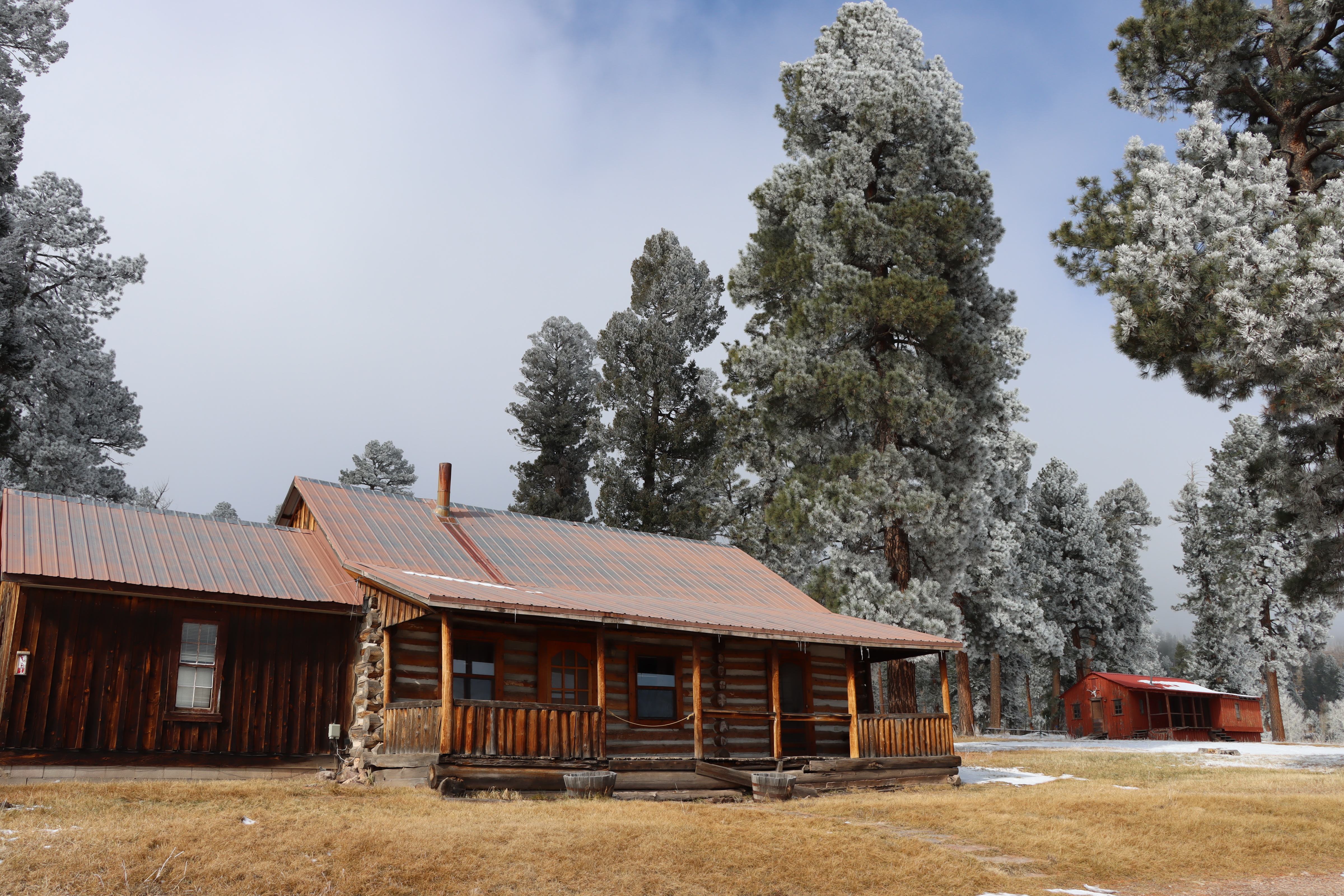 A historic log cabin surrounded by tall pine trees