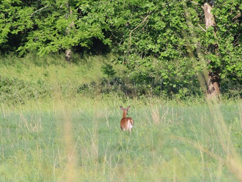 Green grass field in the battlefield with a young deer grazing