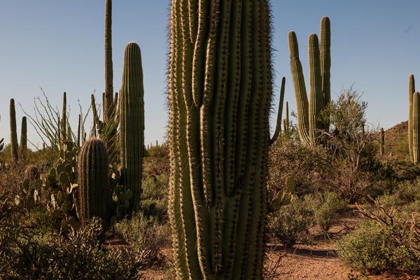Giant saguaro cacti stand among brush and a dirt trail