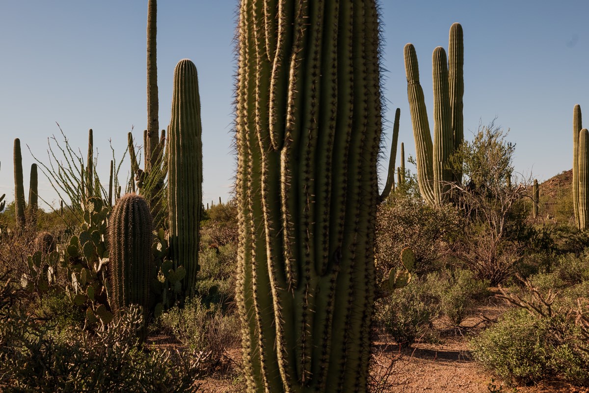 Giant saguaro cacti stand among brush beside a dirt trail